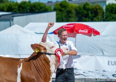 Rinderzucht Vorführung