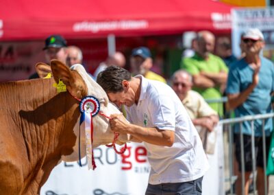 Rinderzucht Vorführung