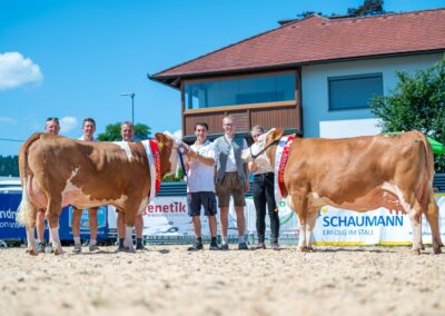 Rinderzucht Vorführung