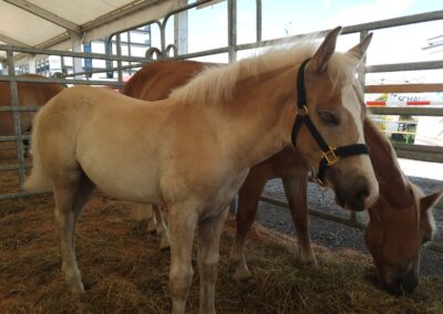 Pferderassen Ausstellung