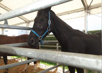 Pferderassen Ausstellung