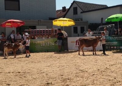 Vorführwettbewerb Jungzuechte