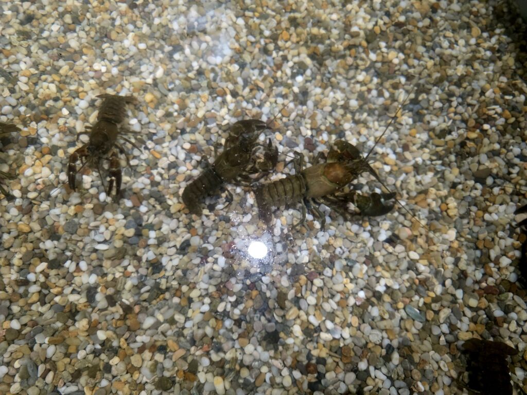 Erlebnismesse 2025 Start & Eröffnung